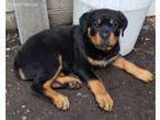 Rottweiler Puppy for sale in Newberg, OR, USA