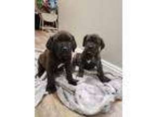 Cane Corso Puppy for sale in Ely, NV, USA