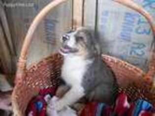 Miniature Australian Shepherd Puppy for sale in Mindenmines, MO, USA