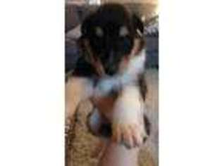Collie Puppy for sale in Las Vegas, NV, USA
