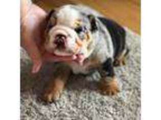 Bulldog Puppy for sale in Fort Gibson, OK, USA