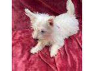 West Highland White Terrier Puppy for sale in Menlo Park, CA, USA