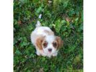 Cavalier King Charles Spaniel Puppy for sale in Moravian Falls, NC, USA