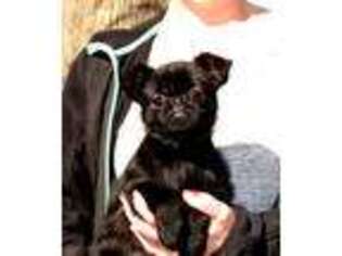 Brussels Griffon Puppy for sale in Minnesota City, MN, USA