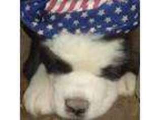 Saint Bernard Puppy for sale in Millington, MI, USA