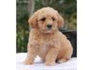 Labradoodle Puppy for sale in Fresno, CA, USA