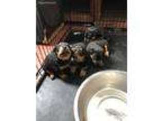 Rottweiler Puppy for sale in Waterbury, CT, USA