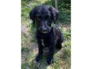 Puppyfinder Com Labradoodle Puppies Puppies For Sale Near Me In New Jersey Usa Page 1 Displays 10