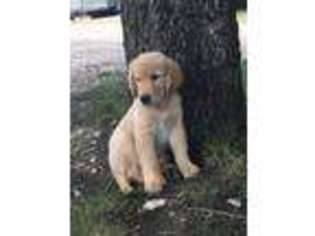 Golden Retriever Puppy for sale in Leonard, TX, USA