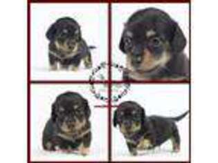 Dachshund Puppy for sale in Amherst, WI, USA