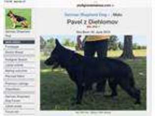 German Shepherd Dog Puppy for sale in Oktaha, OK, USA