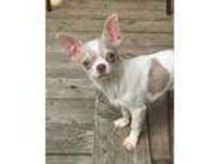 Chihuahua Puppy for sale in Falls Mills, VA, USA