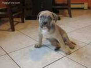 Mutt Puppy for sale in Freehold, NY, USA
