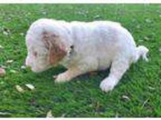 Saint Berdoodle Puppy for sale in Gilbert, AZ, USA