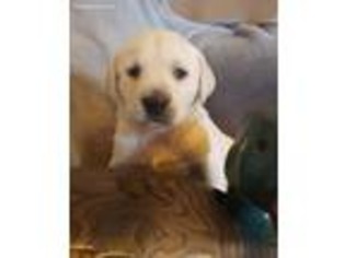 Labrador Retriever Puppy for sale in Danville, AR, USA