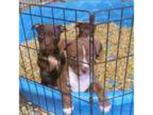 Mutt Puppy for sale in Montevallo, AL, USA