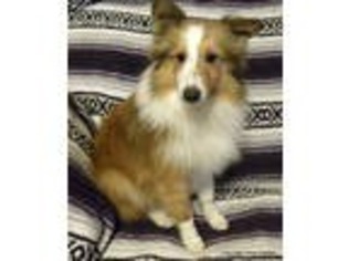 Shetland Sheepdog Puppy for sale in Mansfield, MO, USA