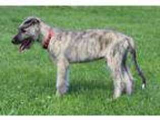 Irish Wolfhound Puppy for sale in Kingston, OH, USA
