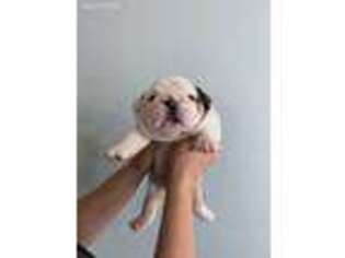 Bulldog Puppy for sale in Thomaston, GA, USA
