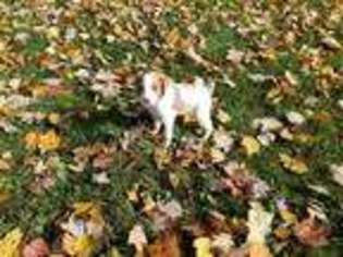 Brittany Puppy for sale in Fredericktown, OH, USA