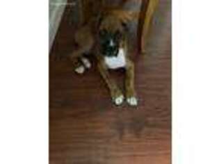 Boxer Puppy for sale in Winter Haven, FL, USA