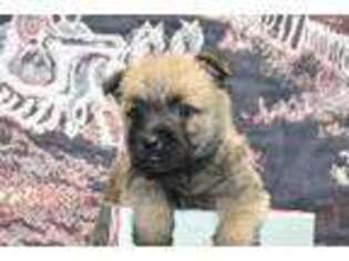 Cairn Terrier Puppy for sale in Springfield, MO, USA
