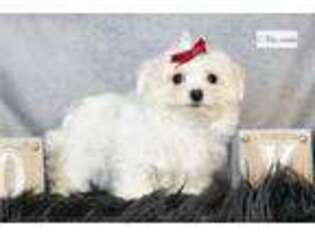 Maltese Puppy for sale in Fort Wayne, IN, USA