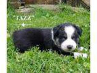 Australian Shepherd Puppy for sale in Webberville, MI, USA