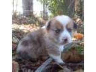 Pembroke Welsh Corgi Puppy for sale in Avon Park, FL, USA