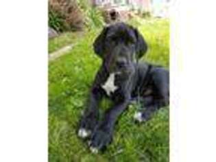 Great Dane Puppy for sale in Mc Alisterville, PA, USA