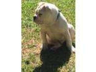 Olde English Bulldogge Puppy for sale in Grovetown, GA, USA