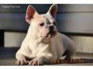 French Bulldog Puppy for sale in Chesterfield, SC, USA
