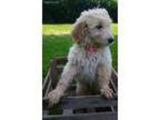 Goldendoodle Puppy for sale in Addison, NY, USA