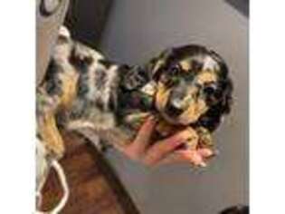 Dachshund Puppy for sale in Brooklyn, CT, USA