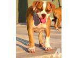 American Bulldog Puppy for sale in DEEP RIVER, CT, USA