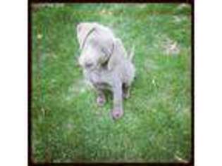Labrador Retriever Puppy for sale in Lexington, SC, USA