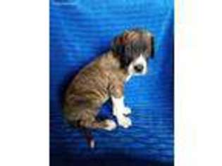Great Dane Puppy for sale in Gatesville, TX, USA