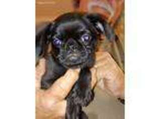 Brussels Griffon Puppy for sale in San Angelo, TX, USA