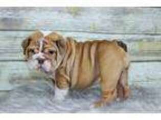 Bulldog Puppy for sale in Bakersfield, CA, USA