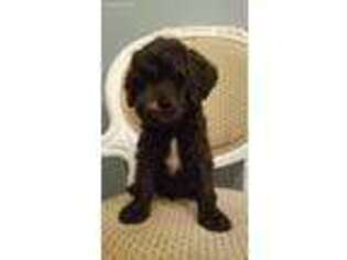 Goldendoodle Puppy for sale in Hartsville, SC, USA