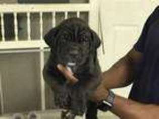 Cane Corso Puppy for sale in Belleville, IL, USA