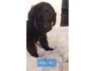 Labradoodle Puppy for sale in Elizabethtown, KY, USA