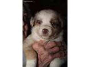 Australian Shepherd Puppy for sale in Anderson, CA, USA