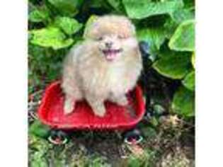 Pomeranian Puppy for sale in Cass City, MI, USA