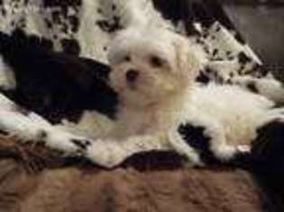 Maltese Puppy for sale in Deland, FL, USA