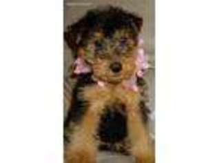 Welsh Terrier Puppy for sale in Unknown, , USA
