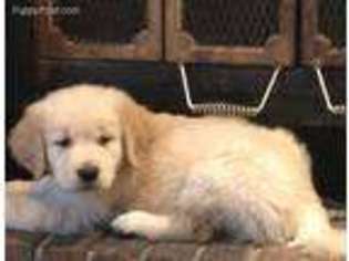 Golden Retriever Puppy for sale in Coventry, RI, USA