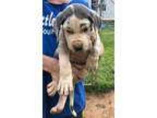 Great Dane Puppy for sale in Piedmont, SC, USA
