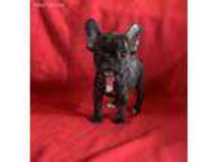 French Bulldog Puppy for sale in Longton, KS, USA