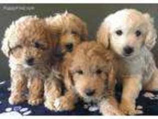 Goldendoodle Puppy for sale in Cashton, WI, USA